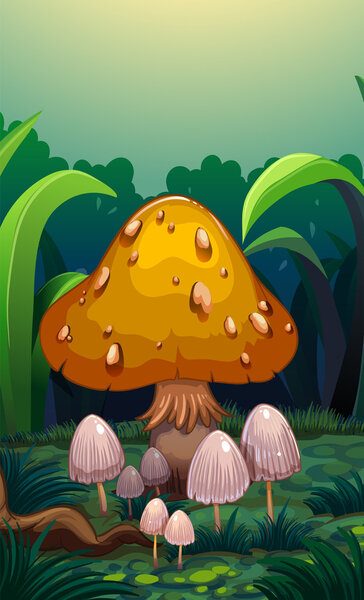 Mushrooms at the forest