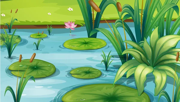 A pond with many plants — Stock Vector