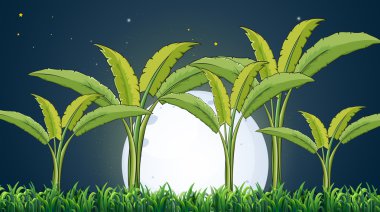 A banana plantation under the white fullmoon clipart