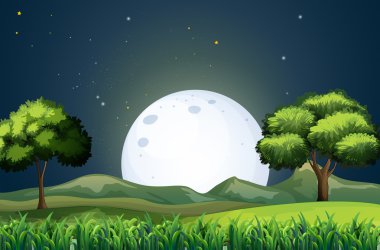 gece yarısı orman görünümü
