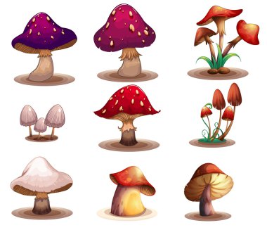 Different kinds of mushrooms clipart