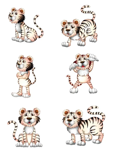 老虎在六个不同的位置 — 图库矢量图片