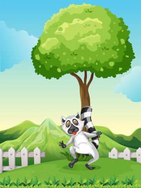 ağacın altında bir lemur