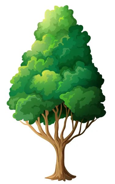 Un árbol alto y viejo — Vector de stock