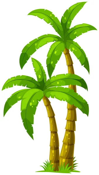 Two palm trees — Stock Vector