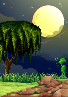 gece yarısı orman görünümü