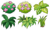 šest okrasné rostliny