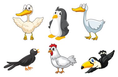 Different kinds of birds vector Different kinds of birds vector