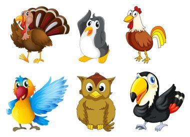 Different kind of birds vector Different kind of birds vector