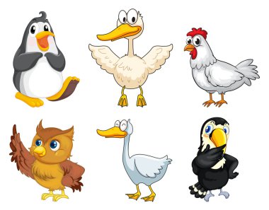 Six different kinds of birds vector Six different kinds of birds vector