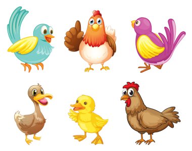 Different kind of birds clipart