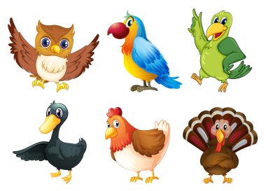 Six different species of birds vector Six different species of birds vector