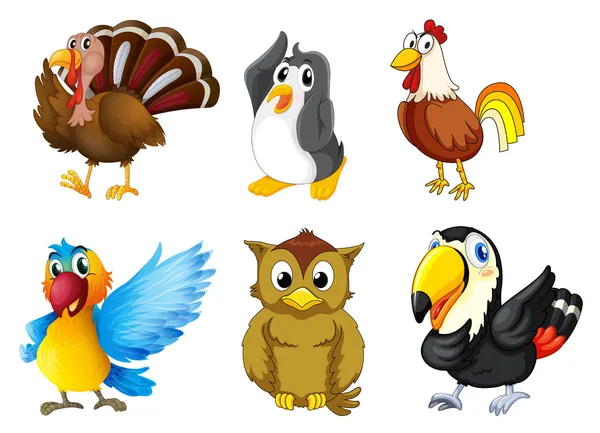 Diferentes tipos de aves — Vector de stock