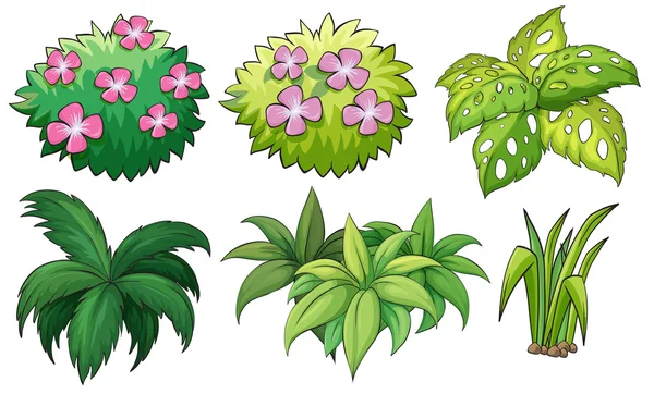 Six plantes ornementales — Image vectorielle