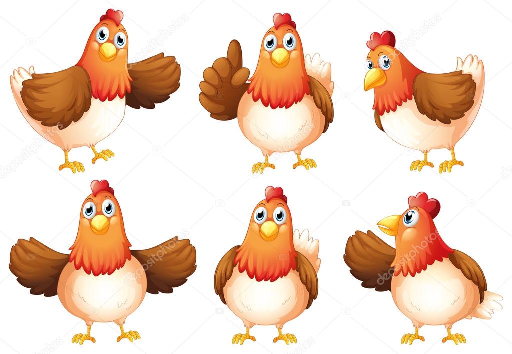 Six fat chickens