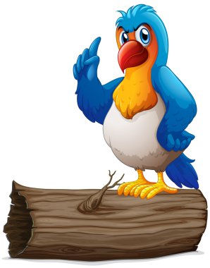 Yukarıda bir günlük bir papağan