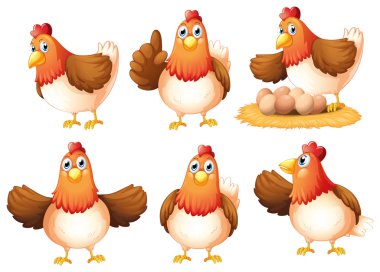 Six egg-laying hens