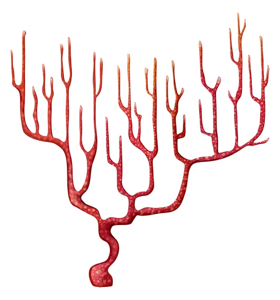 A red coral — Stock Vector