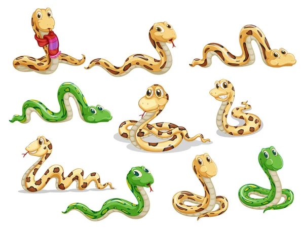 A group of voluptous snakes — Stock Vector