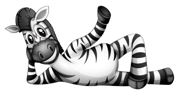 A zebra resting — Stock Vector