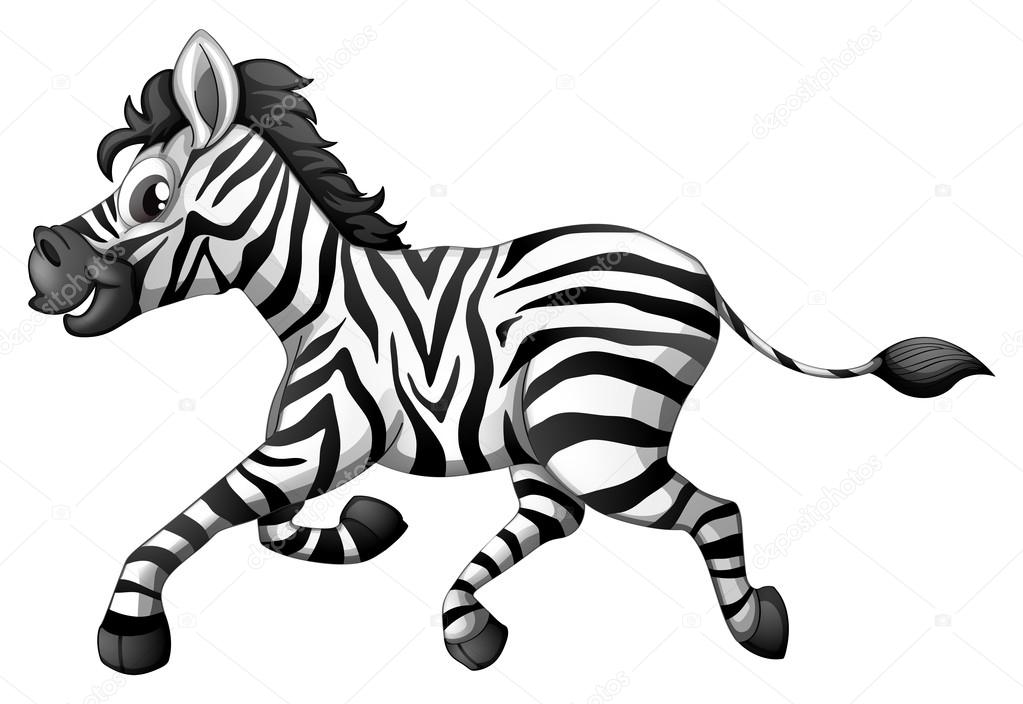 A zebra running