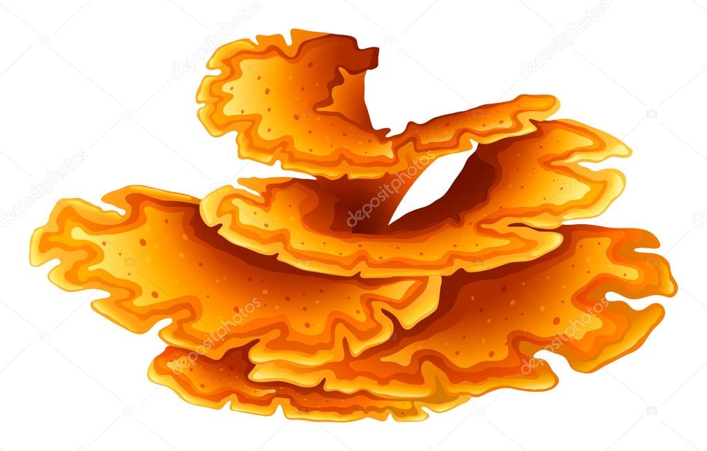 An orange coral