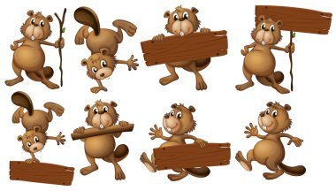 A group of beavers with empty wooden boards