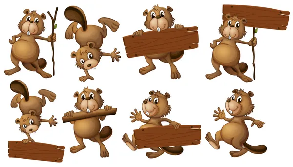 A group of beavers with empty wooden boards — Stock Vector