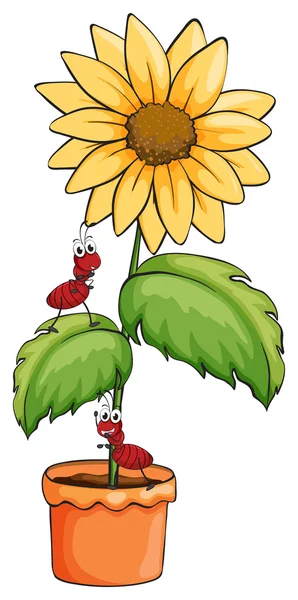 A sunflower with two ants — Stock Vector