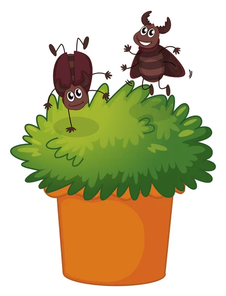 A plant with two playful cockroaches — Stock Vector