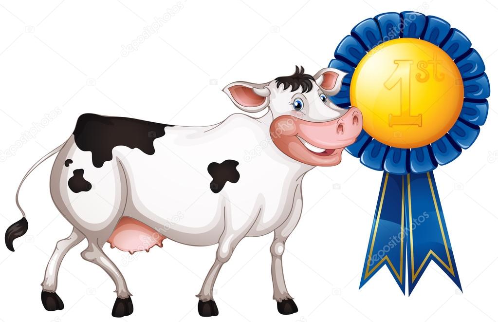 A cow with a first prize ribbon