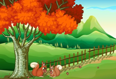 Büyük ağacın altında iki sincap