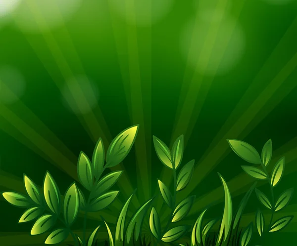 Rośliny zielone liściaste — Wektor stockowy