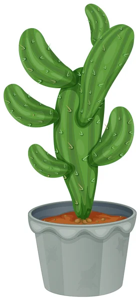 En kaktusplante – stockvektor