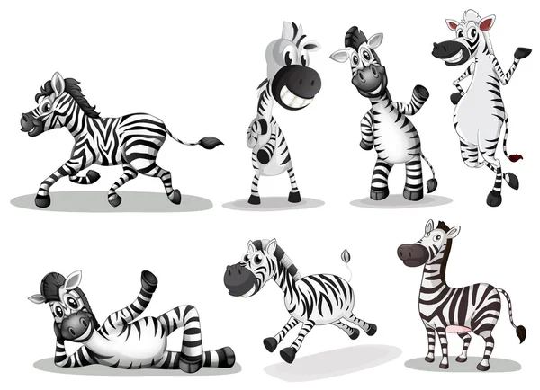 Playful zebras — Stock Vector