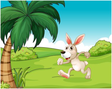 hilltop çalışan bir tavşan