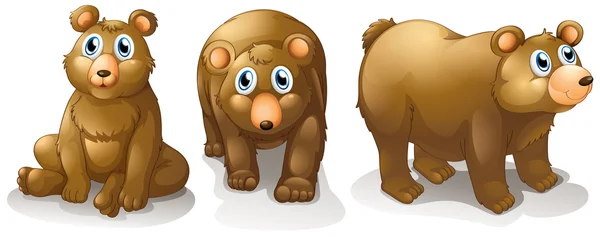 Three brown bears — Stock Vector