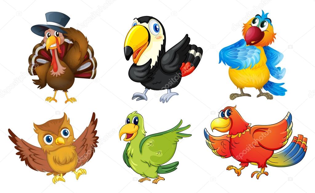 Mixed birds on a white background