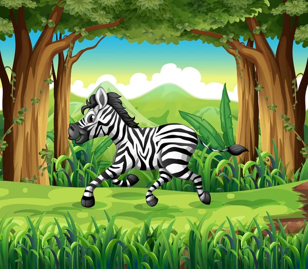 A zebra: a dzsungel — Stock Vector