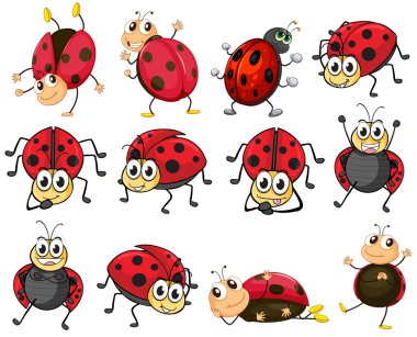 Cute ladybugs