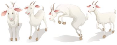 Four white goats clipart