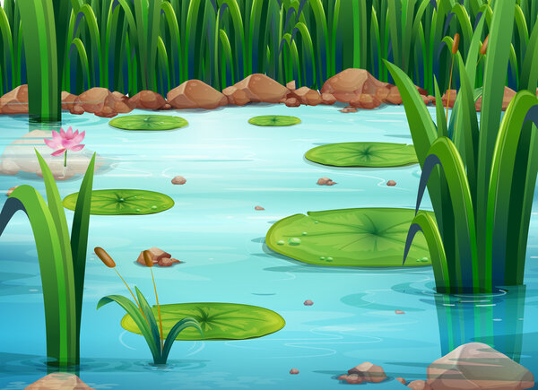 A pond with green plants