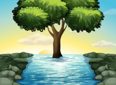 Nehrin ortasında büyük bir ağaç