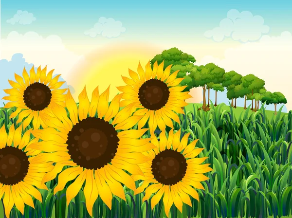 Hermosos girasoles — Vector de stock