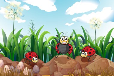 kayalıkların üstünde üç ladybugs