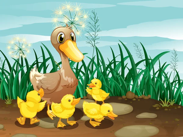 A duck and her ducklings near the grassland — Stock Vector