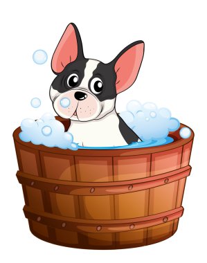 banyo yaparken köpek