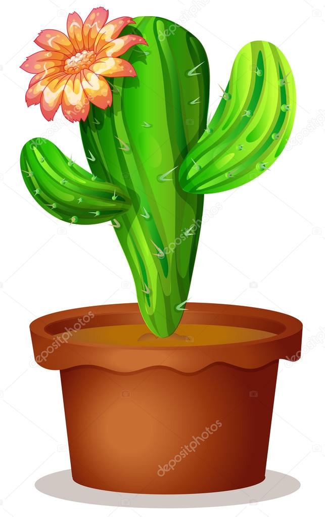 A cactus plant with a flower