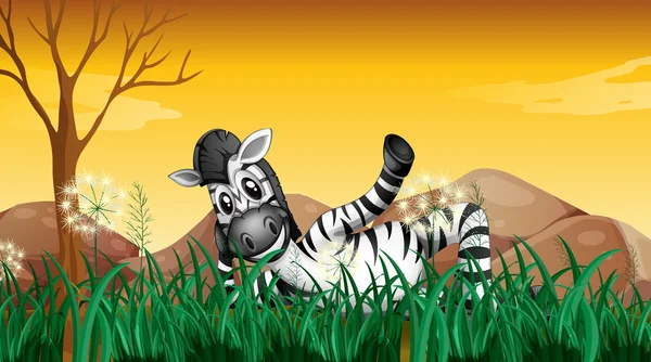 A zebra resting at the grassland near the big rocks — Stock Vector