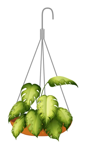 Bir asma yeşil bitki — Stok Vektör